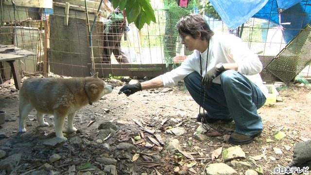 山下智久が初参戦　相葉雅紀と保護犬トリミング「みんなの動物園」SP　放浪犬の姿にがくぜん