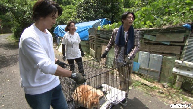 山下智久が初参戦　相葉雅紀と保護犬トリミング「みんなの動物園」SP　放浪犬の姿にがくぜん
