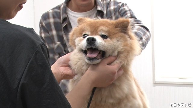 山下智久が初参戦　相葉雅紀と保護犬トリミング「みんなの動物園」SP　放浪犬の姿にがくぜん