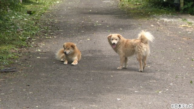 山下智久が初参戦　相葉雅紀と保護犬トリミング「みんなの動物園」SP　放浪犬の姿にがくぜん