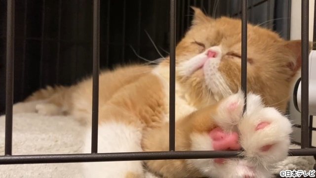 相葉雅紀MC「みんなの動物園」猪俣周杜が保護猫“ニャオハ”にメロメロ? 預かり生活を見守る