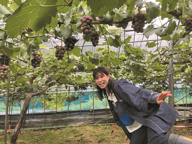 岡山県井原市で“ぶどう丼”開発に挑戦！　1kg級シャインマスカット・ピオーネの収穫に大興奮