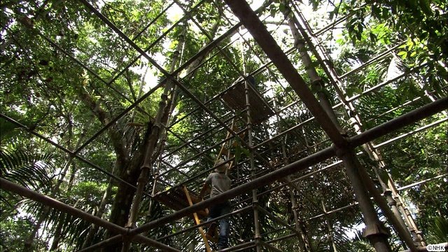 「ダーウィンが来た！」放送20周年！　相葉雅紀語りのミニコーナーなど特別企画がめじろ押し