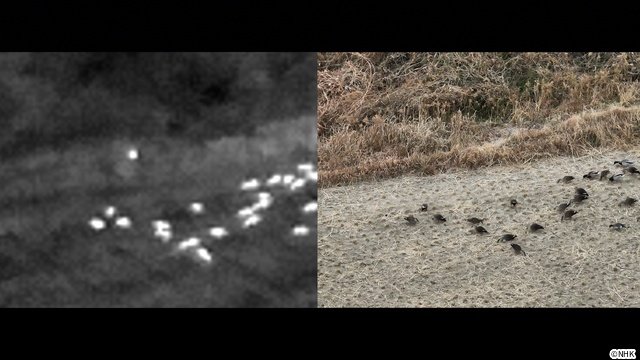 「ダーウィンが来た！」放送20周年！　相葉雅紀語りのミニコーナーなど特別企画がめじろ押し