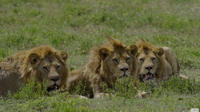 「ダーウィンが来た！」放送20周年！　相葉雅紀語りのミニコーナーなど特別企画がめじろ押し