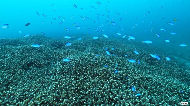 「ダーウィンが来た！」放送20周年！　相葉雅紀語りのミニコーナーなど特別企画がめじろ押し