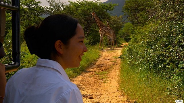 「ダーウィンが来た！」放送20周年！　相葉雅紀語りのミニコーナーなど特別企画がめじろ押し