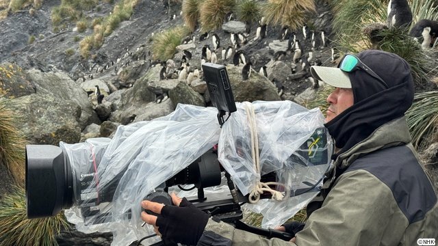 「ダーウィンが来た！」放送20周年！　相葉雅紀語りのミニコーナーなど特別企画がめじろ押し