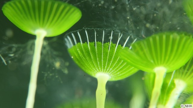 土屋アンナが海中ロケ「中部ネイチャーシリーズ」で富山湾の神秘に迫る