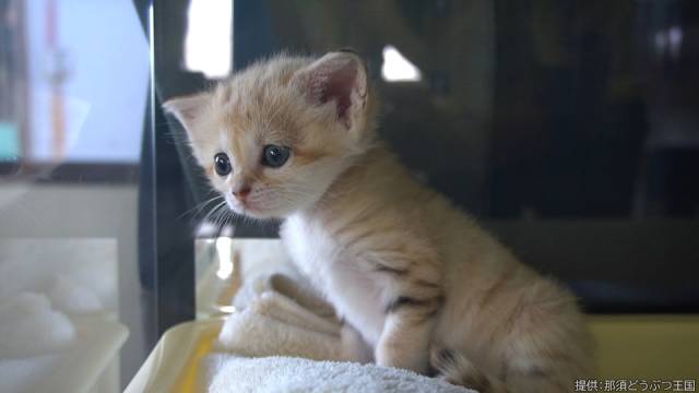 松井ケムリ&山之内すず「アニマルワンダー 赤ちゃんヒミツ研究所」で動物の“かわいい”を探る