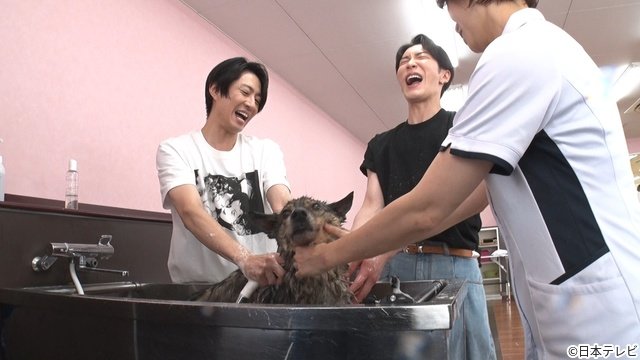 相葉雅紀&渡辺翔太、新天地へ向かう被災犬をトリミング「みんなの動物園2時間SP」