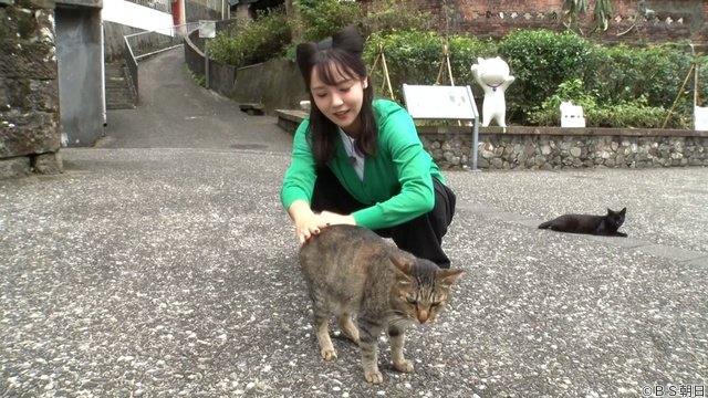 つるの剛士も驚き! 森千晴が台湾のネコ村へ「ネコいぬワイドショー」殺処分ゼロの現実にも迫る