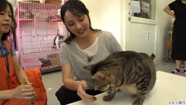 つるの剛士も驚き! 森千晴が台湾のネコ村へ「ネコいぬワイドショー」殺処分ゼロの現実にも迫る