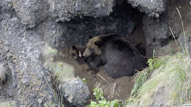 NHKスペシャル「ヒグマ 異変の海に生きる（仮）」が放送！　番組関連の写真展も開催