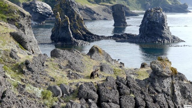 NHKスペシャル「ヒグマ 異変の海に生きる（仮）」が放送！　番組関連の写真展も開催