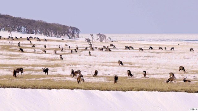 NHKスペシャル「ヒグマ 異変の海に生きる（仮）」が放送！　番組関連の写真展も開催
