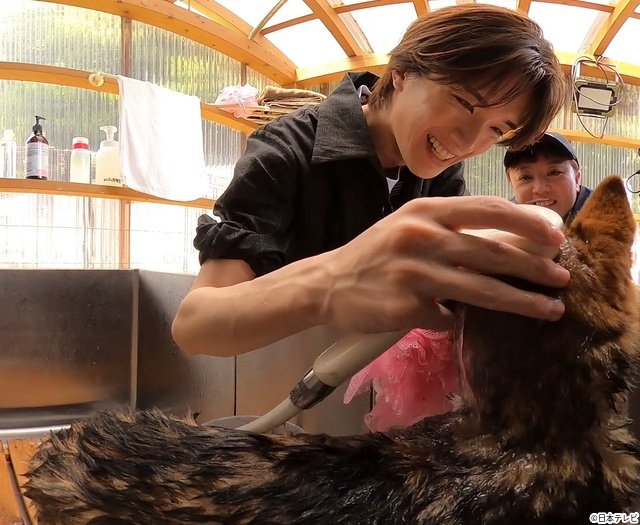 M!LK・佐野勇斗＆山中柔太朗が“師匠”相葉雅紀と長崎県で保護犬の一斉トリミングに挑戦！