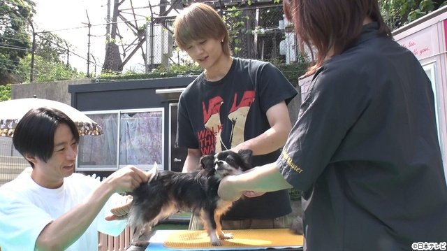 M!LK・佐野勇斗＆山中柔太朗が“師匠”相葉雅紀と長崎県で保護犬の一斉トリミングに挑戦！