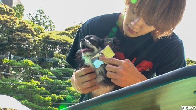 M!LK・佐野勇斗＆山中柔太朗が“師匠”相葉雅紀と長崎県で保護犬の一斉トリミングに挑戦！
