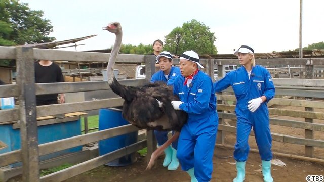 原嘉孝&篠塚大輝、ヤマアラシ&ダチョウの“保定”に大パニック!?「ネイチャーティーチャー」
