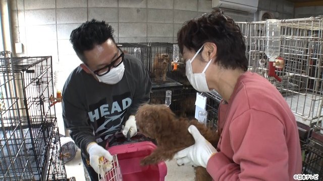 相葉雅紀が繁殖業者の崩壊現場へ サンシャイン池崎の新企画も「みんなの動物園」3時間SP