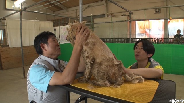 森保一監督が「24時間テレビ」で相葉雅紀、ヒロミ、森本慎太郎と保護犬トリミングに初挑戦!